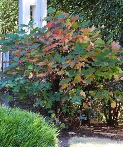 Fast Growing Trees Munchkin Hydrangea Shrub