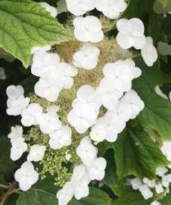 Fast Growing Trees Munchkin Hydrangea Shrub