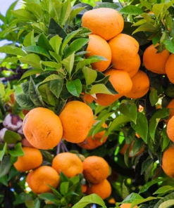 Fast Growing Trees Murcott Honey Mandarin Tree