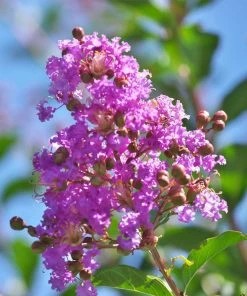 Fast Growing Trees Muskogee Crape Myrtle Tree