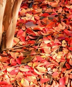 Fast Growing Trees Muskogee Crape Myrtle Tree 13 Fast Growing Trees Muskogee Crape Myrtle Tree