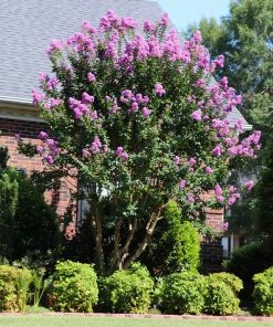 Fast Growing Trees Muskogee Crape Myrtle Tree 11 Fast Growing Trees Muskogee Crape Myrtle Tree