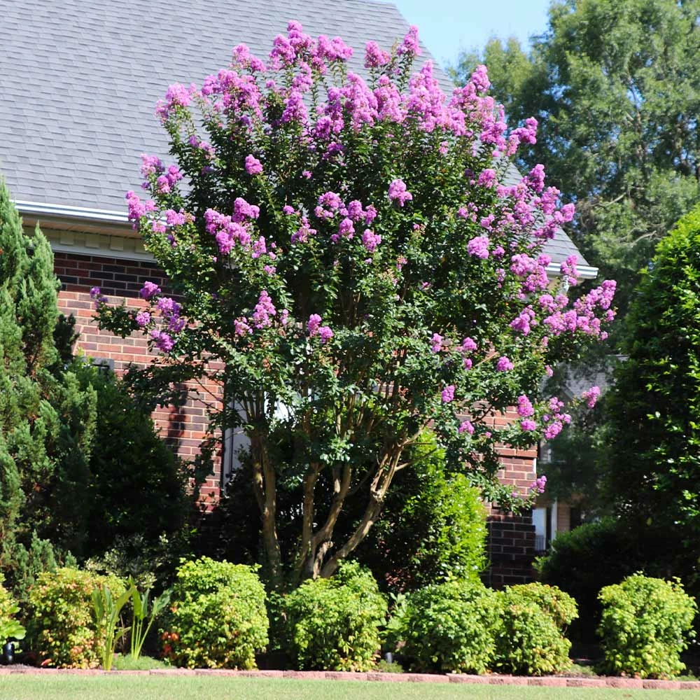 Fast Growing Trees Muskogee Crape Myrtle Tree 6 Fast Growing Trees Muskogee Crape Myrtle Tree