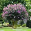 Fast Growing Trees Muskogee Crape Myrtle Tree