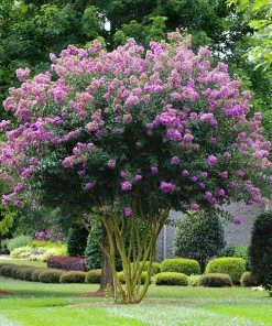 Fast Growing Trees Muskogee Crape Myrtle Tree