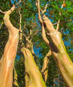 Fast Growing Trees Muskogee Crape Myrtle Tree 12 Fast Growing Trees Muskogee Crape Myrtle Tree
