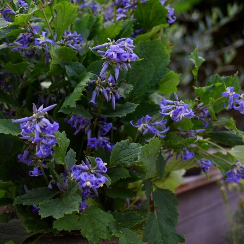 Fast Growing Trees New Love Clematis Shrub 4 Fast Growing Trees New Love Clematis Shrub