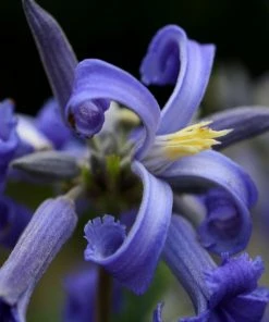 Fast Growing Trees New Love Clematis Shrub