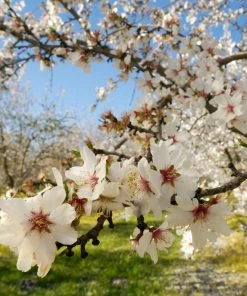 Fast Growing Trees NE Plus Almond Tree