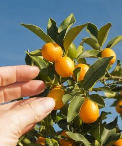 Fast Growing Trees Nagami Kumquat Tree Citrus Trees