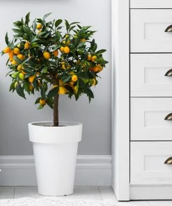Fast Growing Trees Nagami Kumquat Tree Citrus Trees