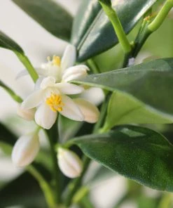 Fast Growing Trees Citrus Trees Nagami Kumquat Tree