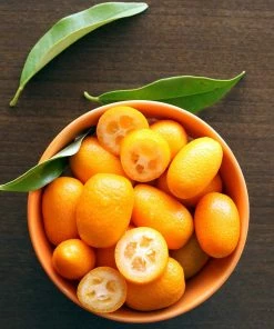 Fast Growing Trees Citrus Trees Nagami Kumquat Tree