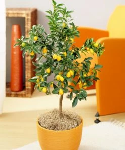Fast Growing Trees Citrus Trees Nagami Kumquat Tree