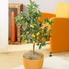 Fast Growing Trees Citrus Trees Nagami Kumquat Tree