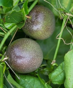 Fast Growing Trees Tropical Fruit Trees Nancy Garrison Passion Fruit Vine 8 Fast Growing Trees Tropical Fruit Trees Nancy Garrison Passion Fruit Vine