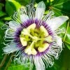 Fast Growing Trees Tropical Fruit Trees Nancy Garrison Passion Fruit Vine