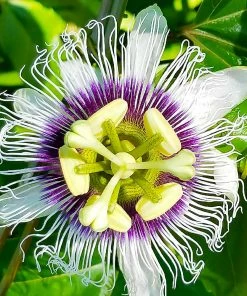 Fast Growing Trees Tropical Fruit Trees Nancy Garrison Passion Fruit Vine