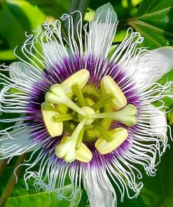 Fast Growing Trees Tropical Fruit Trees Nancy Garrison Passion Fruit Vine