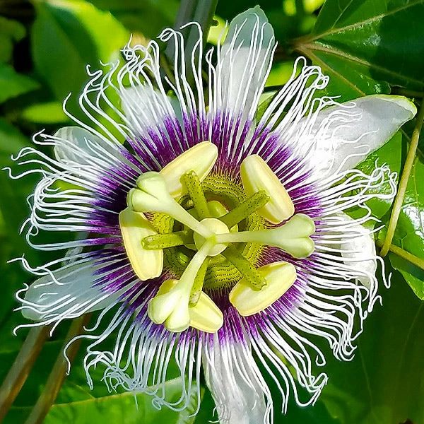 Fast Growing Trees Tropical Fruit Trees Nancy Garrison Passion Fruit Vine 4 Fast Growing Trees Tropical Fruit Trees Nancy Garrison Passion Fruit Vine