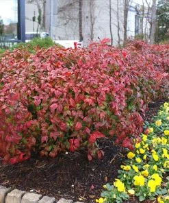 Fast Growing Trees Fire Power Nandina Shrub