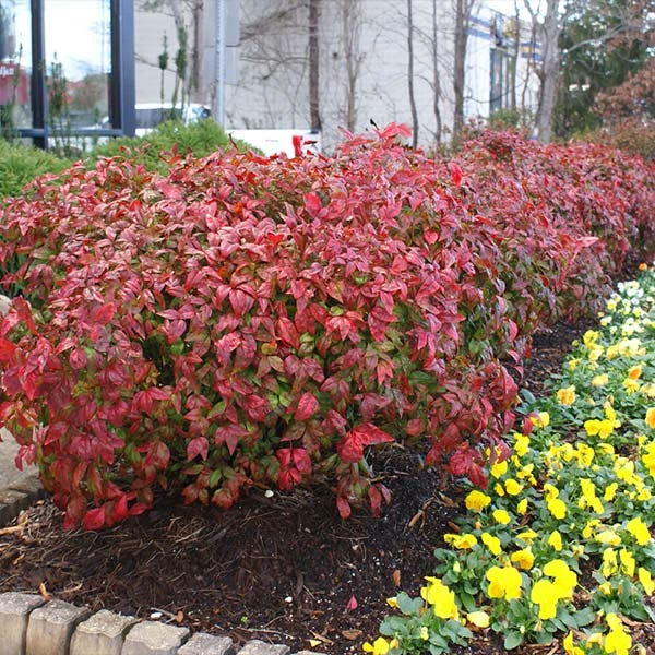 Fast Growing Trees Fire Power Nandina Shrub 3 Fast Growing Trees Fire Power Nandina Shrub