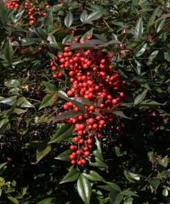 Fast Growing Trees Heavenly Bamboo Nandina Shrub