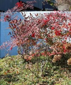 Fast Growing Trees Heavenly Bamboo Nandina Shrub
