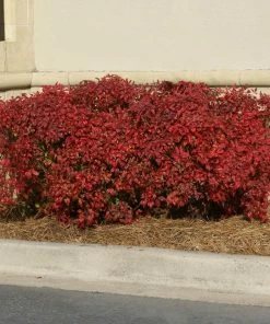 Fast Growing Trees Obsession™ Nandina Shrub