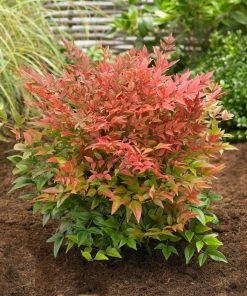 Fast Growing Trees Obsession™ Nandina Shrub