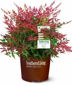 Fast Growing Trees Obsession™ Nandina Shrub