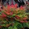 Fast Growing Trees Obsession⢠Nandina Shrub 1 Fast Growing Trees Obsession⢠Nandina Shrub