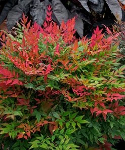 Fast Growing Trees Obsession™ Nandina Shrub