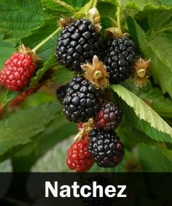 Fast Growing Trees 3 In 1 Thornless Blackberry Blackberry Bushes