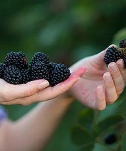 Fast Growing Trees See All Fruit Trees Natchez Blackberry - USDA Organic