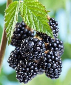 Fast Growing Trees Natchez Blackberry Groundcover & Vines