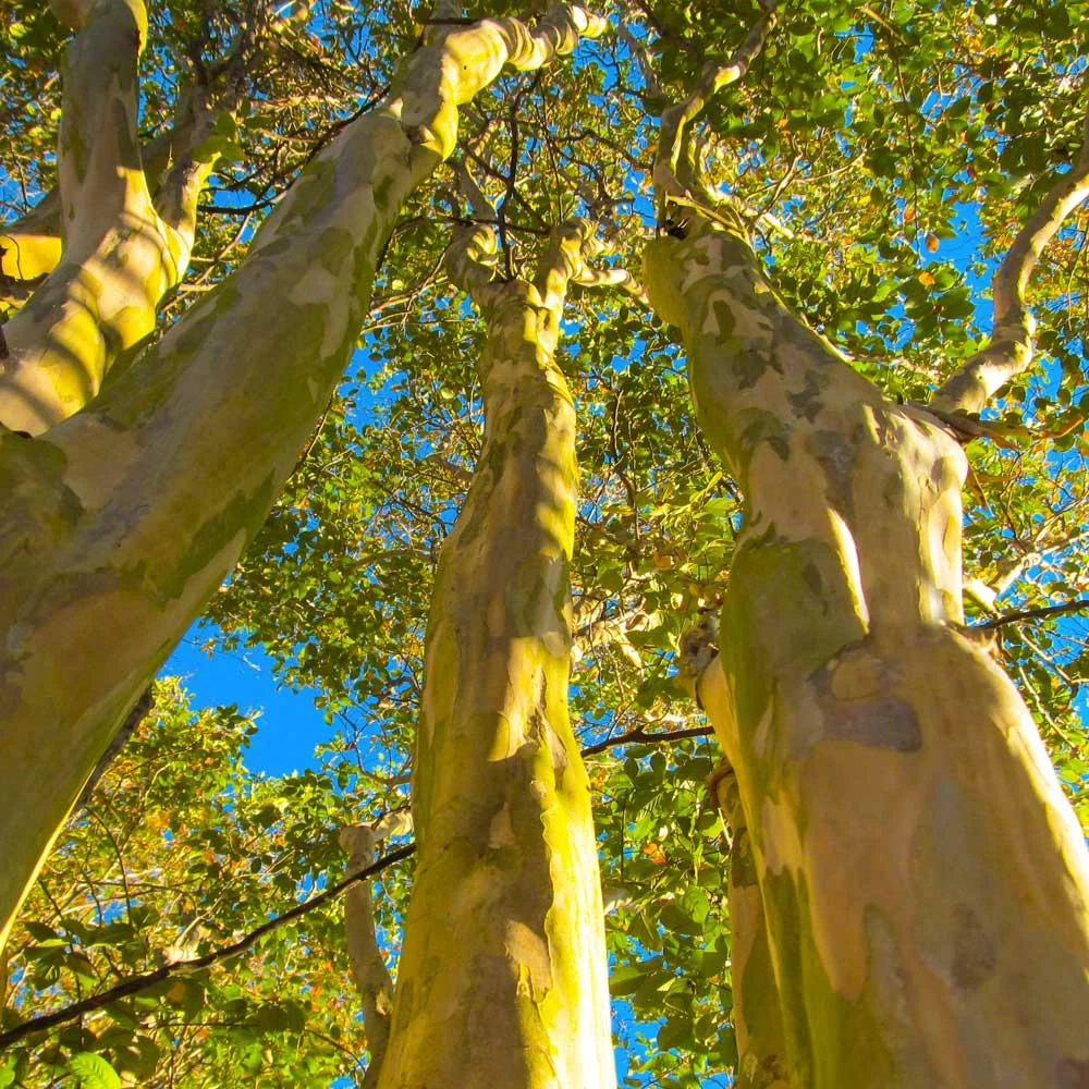Fast Growing Trees Natchez Crape Myrtle Tree Crape Myrtles 8 Fast Growing Trees Natchez Crape Myrtle Tree Crape Myrtles