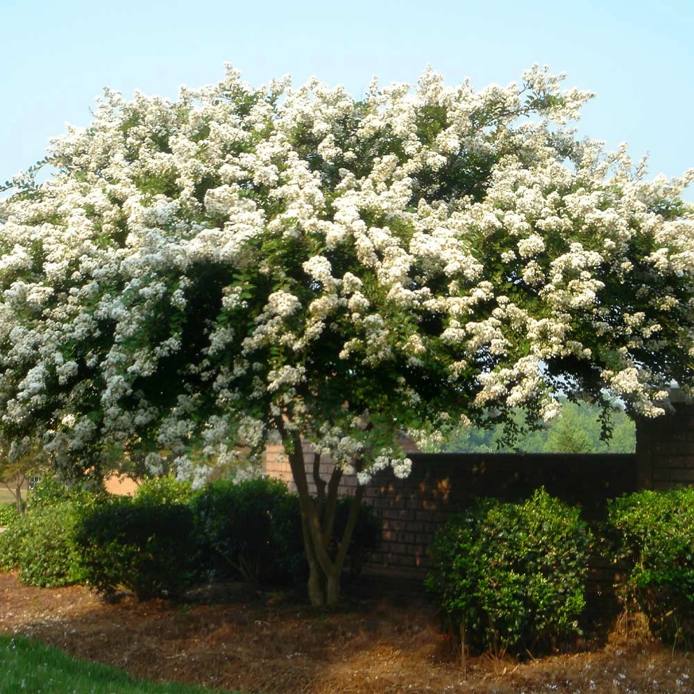 Fast Growing Trees Natchez Crape Myrtle Tree Crape Myrtles 7 Fast Growing Trees Natchez Crape Myrtle Tree Crape Myrtles