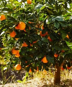 Fast Growing Trees Navel Orange Tree Citrus Trees