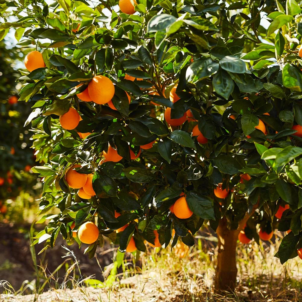 Fast Growing Trees Navel Orange Tree Citrus Trees 4 Fast Growing Trees Navel Orange Tree Citrus Trees