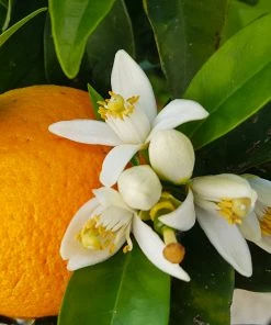 Fast Growing Trees Citrus Trees Navel Orange Tree - USDA Organic