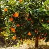 Fast Growing Trees Citrus Trees Navel Orange Tree - USDA Organic 1 Fast Growing Trees Citrus Trees Navel Orange Tree - USDA Organic
