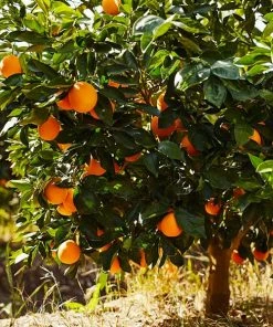 Fast Growing Trees Navel Orange Tree Citrus Trees