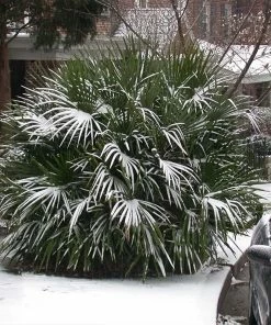 Fast Growing Trees Needle Palm Tree Palm Trees