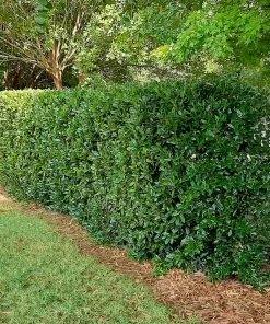 Fast Growing Trees Needlepoint Holly Holly Trees