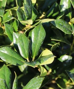 Fast Growing Trees Needlepoint Holly Holly Trees