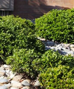 Fast Growing Trees Needlepoint Holly Holly Trees