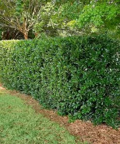 Fast Growing Trees Needlepoint Holly Holly Trees