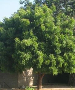 Fast Growing Trees Neem Tree See All Evergreen & Privacy Trees
