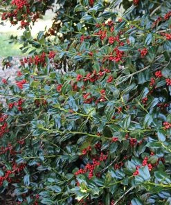 Fast Growing Trees Nellie Stevens Holly Holly Trees